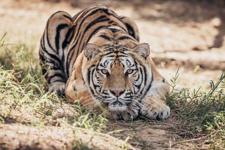 勇闖猛獸島-體驗套票$2,588