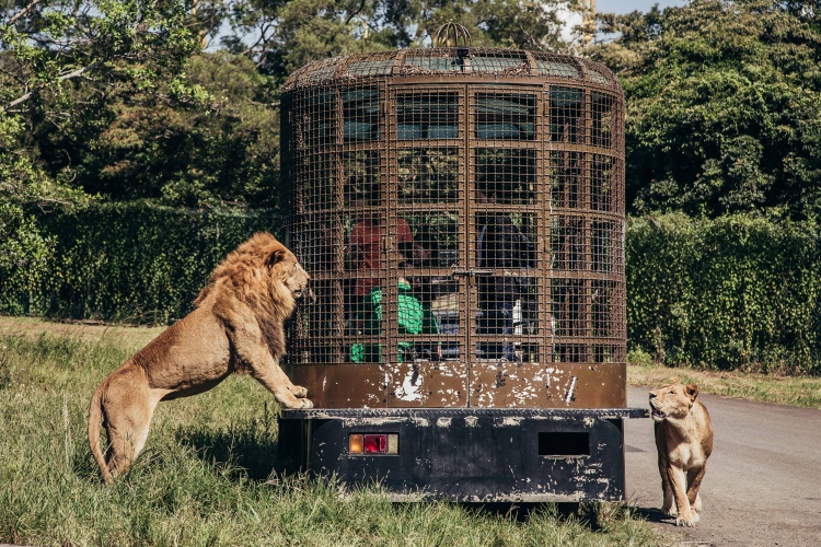 勇闖猛獸島-體驗套票$2,588