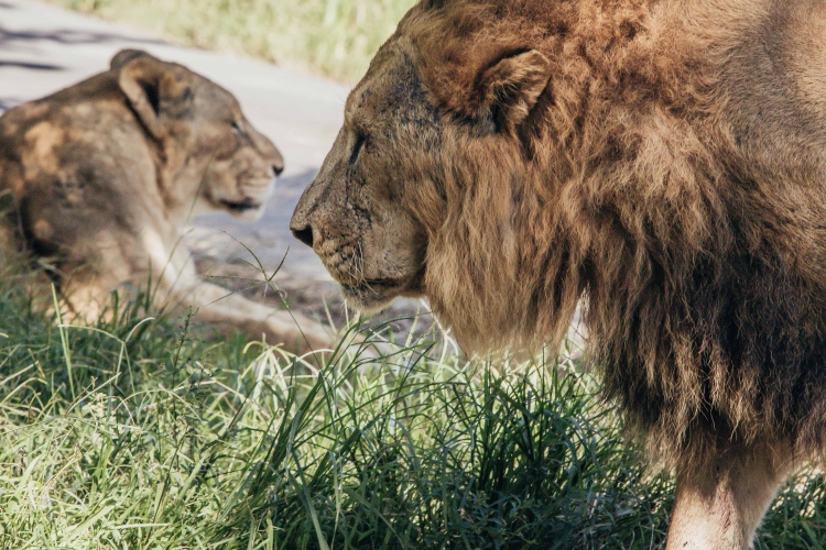 勇闖猛獸島-體驗套票$2,588