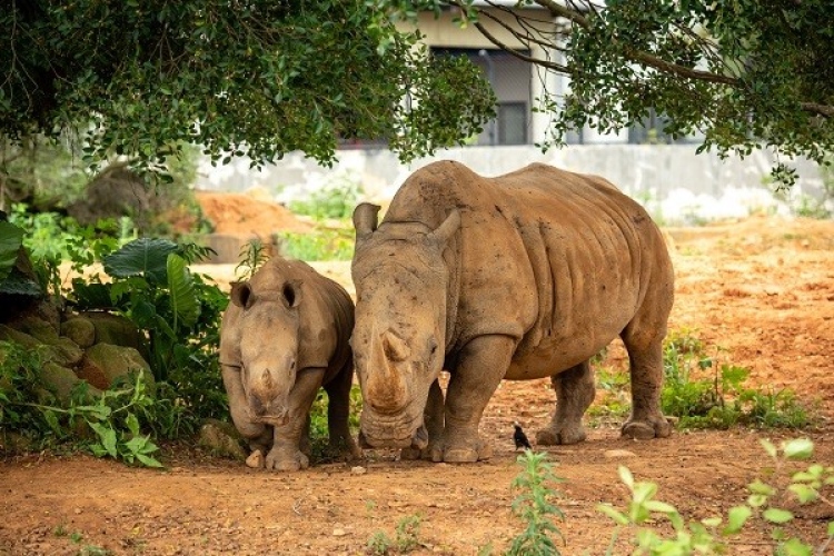 犀望巴士體驗套票$2,288