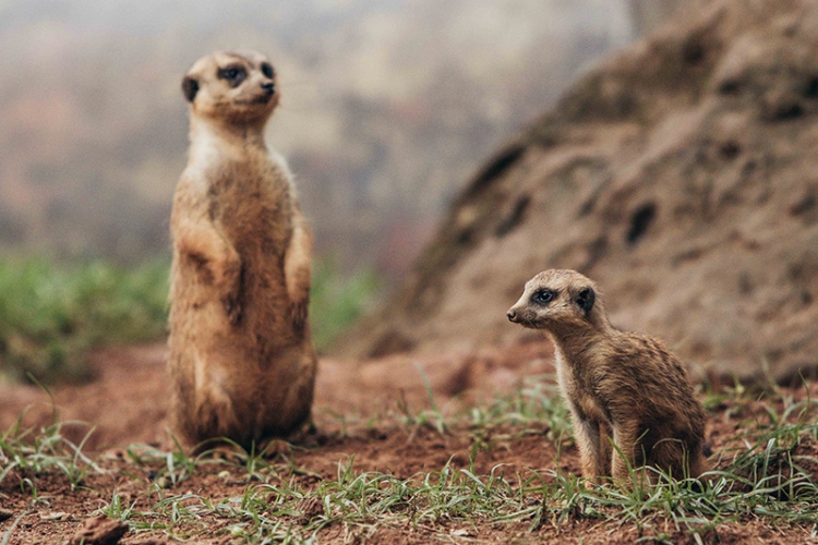 沙漠小哨兵-狐獴體驗套票$1,288
