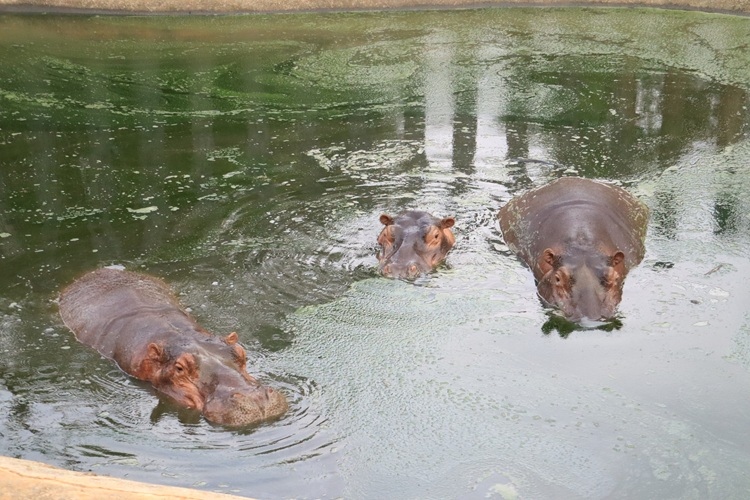 大嘴河馬體驗套票$1,288