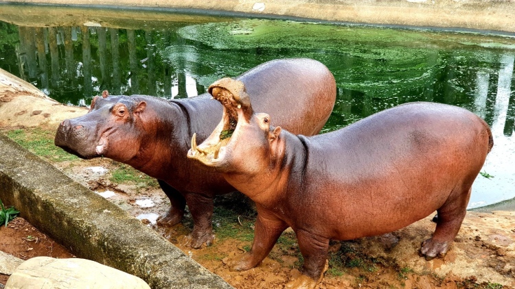 大嘴河馬體驗套票$1,288