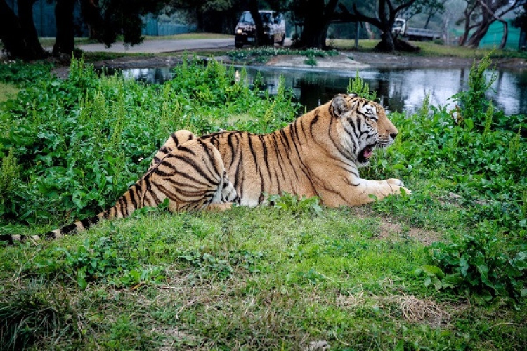 草原歷險體驗套票$1588
