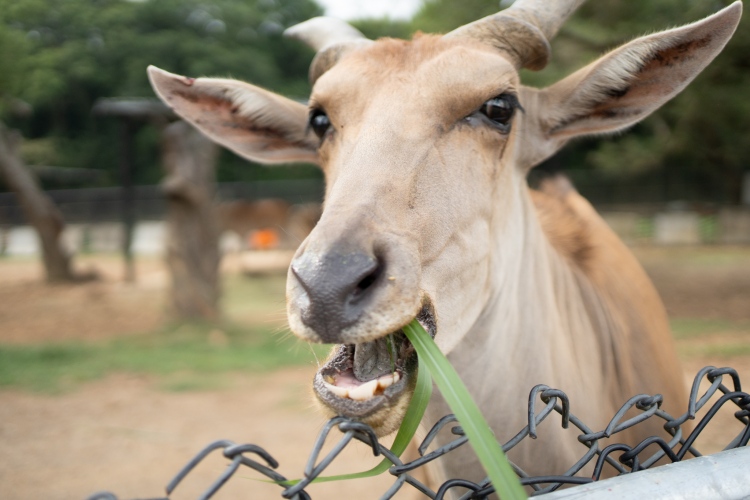 非洲大羚羊套票$1,288