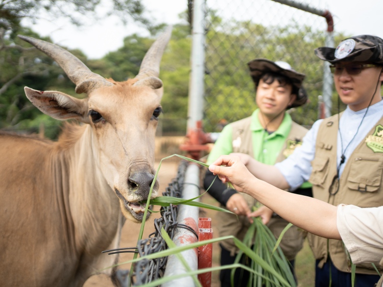 非洲大羚羊套票$1,288
