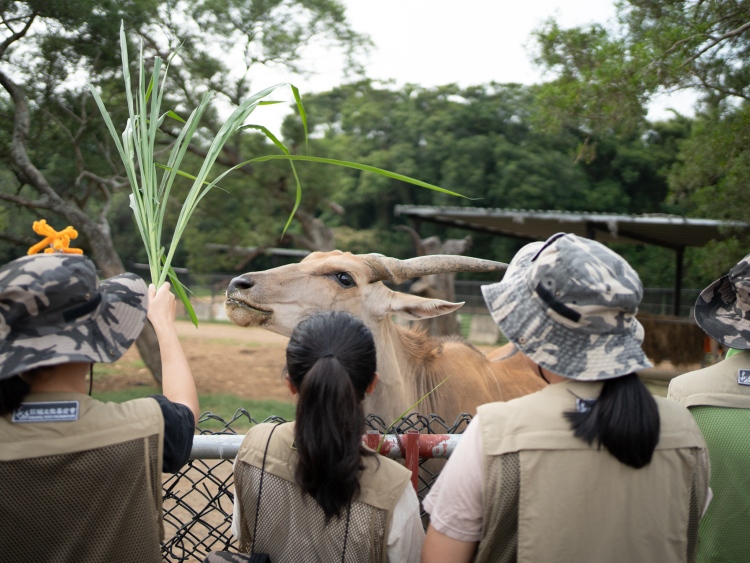 非洲大羚羊套票$1,288