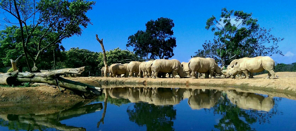 about leofoo village